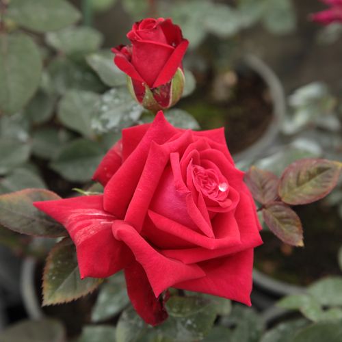 Rosa  National Trust - czerwony  - Róże pienne - z kwiatami hybrydowo herbacianymi - korona równomiernie ukształtowana